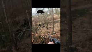 TIR DE DEUX SANGLIERS EN BATTUE  CHASSE SOLOGNE chasse hunting hunt sanglier wildboar [upl. by Salamone]