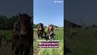 Trait en muscadet  Trait grand retour du cheval dans les vignes [upl. by Nrojb]