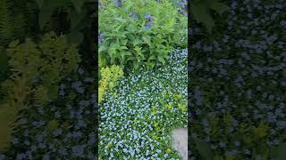 Blue Star Creeper is an AMAZING ground cover and WEED BARRIER In store now [upl. by Paxton]