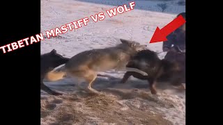 TIBETAN MASTIFF VS WOLF [upl. by Joell766]