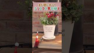 【4ポットで出来るクリスマス寄せ植え】ナチュラルなクリスマスカラーの寄せ植え作りました🎄💫 群馬県高崎市にある園芸店ABCガーデンズ shorts [upl. by Sajovich]