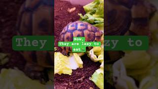 My tortoise ms are now lazy to eat food animallover tortoise shorts [upl. by Maltz]