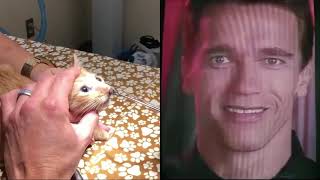 Total Recat  Comparison of Kitten Botfly removal with Arnolds Nose Scene from Total Recall [upl. by Aillicsirp513]