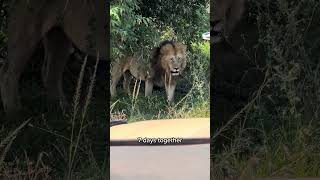 🇰🇪 Maasai Mara National Reserve part 2  Kenya 🇰🇪 [upl. by Bathesda190]