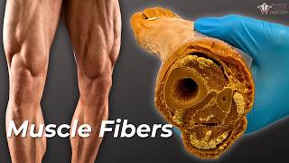 How Your Muscle Fibers Change With Exercise [upl. by Annerol910]