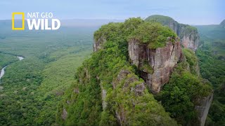 COLOMBIA SALVAJE ESPECIAL CHIBIRIQUETE  NATGEO WILD [upl. by Yllut]