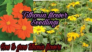 Tithonia flower Seedlings how to grow tithonia plant summer flower plant by gardenlover [upl. by Anallise]