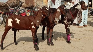 Bakra Mandi Sahiwal ki update betal Baredar Bakry 03124058010 Altaf goat farm [upl. by Yrtua]