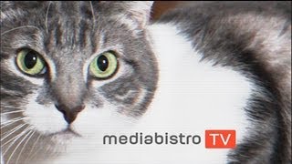 Cats Review DOGTV [upl. by Eniamraj181]