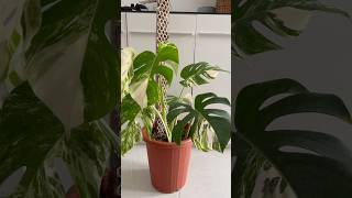 Koleksiku 💐 monsteraplant monstera monsteravariegata monsteraobliqua [upl. by Fornof]