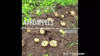 Aardappelen rooien  Hoe oogst ik aardappelen  Handige tips [upl. by Euk]