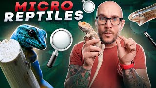 Top 5 Micro Reptiles  The Smallest Reptiles You Can Keep [upl. by Stephania258]