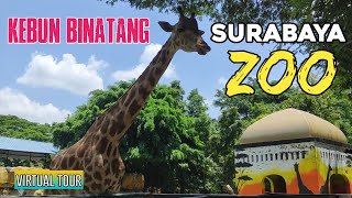 Virtual tour Kebun Binatang Surabaya Zoo terbaru 2024 Indonesia walking tour [upl. by Arriec]