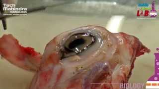 Dissection of Eye [upl. by Brass]