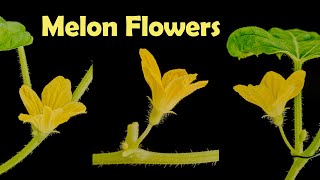 Time lapse  Sugar melon flowers opening [upl. by Oric]