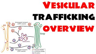 Vesicle trafficking  vesicle transport in cell [upl. by Acimaj]