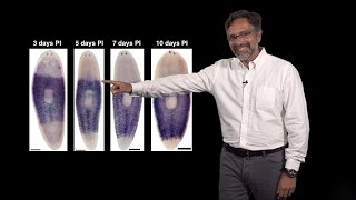 Alejandro Sánchez Alvarado Stowers HHMI 2 Regeneration Neoblasts The planarian stem cells [upl. by Onimixam499]