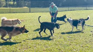 It’s playtime extravaganza The doggies are going wild chasing after balls 🎾 [upl. by Minda818]