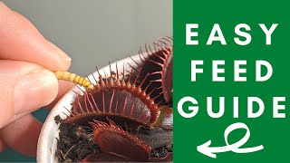 The Ultimate Venus Flytrap Feeding Guide Simple Steps to Feed Your Venus Flytrap [upl. by Clance]