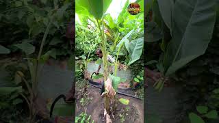 అరటి ఆకుల వ్యాపారం shorts banana youtubeshorts ytshorts farming fruitcultivation agriculture [upl. by Norret]