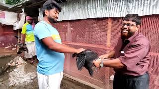 চিনা মুরগীর খামারে কলেরা ভ্যাকসিন  Chinese chicken farm entrepreneur [upl. by Korry]