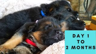 German Shepherd Puppies Growing Up Birth to 8 Weeks [upl. by Nahrut315]