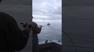 World Class Salmon Fishing in Alaska  Mooching for salmon is the best [upl. by Harak933]