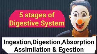 Stages of digestive systemIngestionDigestionAbsorptionAssimilationEgestionNCERTLearn with Fun [upl. by Leeland]