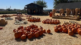 할로윈 옥수수밭 미로 탈출기 pumpkin patch amp corn maze  California [upl. by Isador867]