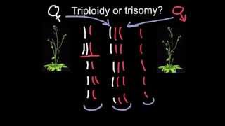 Triploidy or Trisomy what is the difference [upl. by Hayimas]