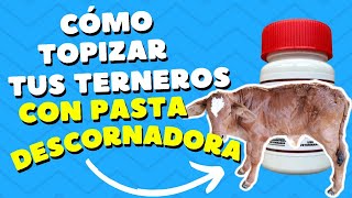 COMO DESCORNAR 😱 TUS TERNEROS🐄🐄 Fácil y rápido [upl. by Cira871]