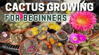 How to Grow Cactus for Beginners  How to Take Care of Cactus  careforcactus [upl. by Ainival]