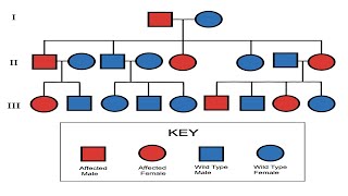 Pedigree Part 1  Mrs Biology [upl. by Olifoet]