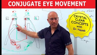 Saccades  Conjugate Eye Movement [upl. by Radcliffe663]