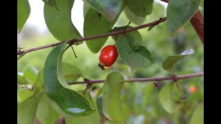 Guamirimdeinvernodoce Eugenia subavenia [upl. by Eirtemed]