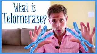 What Is Telomerase amp What Does It Do [upl. by Llerret]