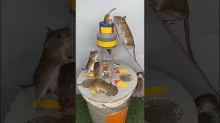 best mouse trap from plastic bucket  How to make a safe mouse trap from a plastic bucket [upl. by Finzer]