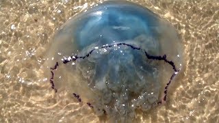 20190719  Blue Jellyfish in Wadden Sea [upl. by Plusch860]