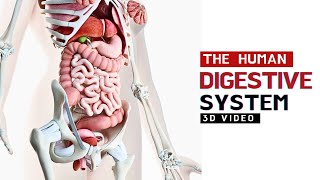 The Human Digestive System  3D Animated Video [upl. by Verina771]