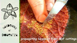 Propagating Begonias From Leaf Cuttings 1 of 2 [upl. by Audun]