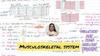 Musculoskeletal System  Bones Muscles and Joints 🗣️ [upl. by Erl485]