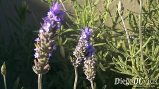 Lavandula dentata  alfazema  French Lavender Lamiaceae [upl. by Pebrook]