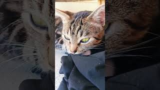 Green eyed boy catfunny catvideos cutecat mrmalu [upl. by Odella]