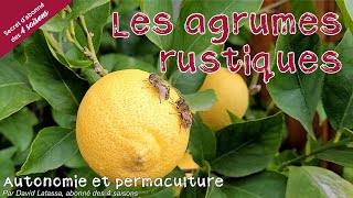 Planter des agrumes rustiques  Autonomie et permaculture avec David [upl. by Dranoel420]