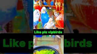 Budgies parrots breeding fact budgies breeding parakeets youtube 2024 petsvelog [upl. by Reddin877]