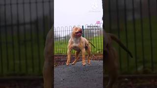 👑PITBULL VS BULLYMrBeast illusion asmrvideo trending viralvideo facts comedy ytshorts [upl. by Everrs]