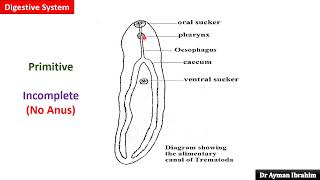 Para lec 2General Characters of Trematodes 309 kasr DrAyman 2025 [upl. by Nakah]