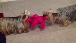 Silly Yorkies Playing [upl. by Maller]