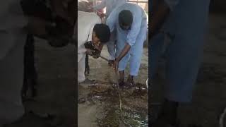 Rumen lavage in cattle maida wash krnay ka asaan treqaBy dr Fiaz Ahmad viral cow [upl. by Beaufort878]