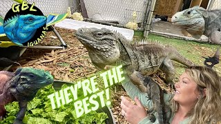 CYCLURA Rock Iguanas MAKE THE BEST PET REPTILE [upl. by Gregoor295]